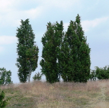 Wacholder in Langscheid